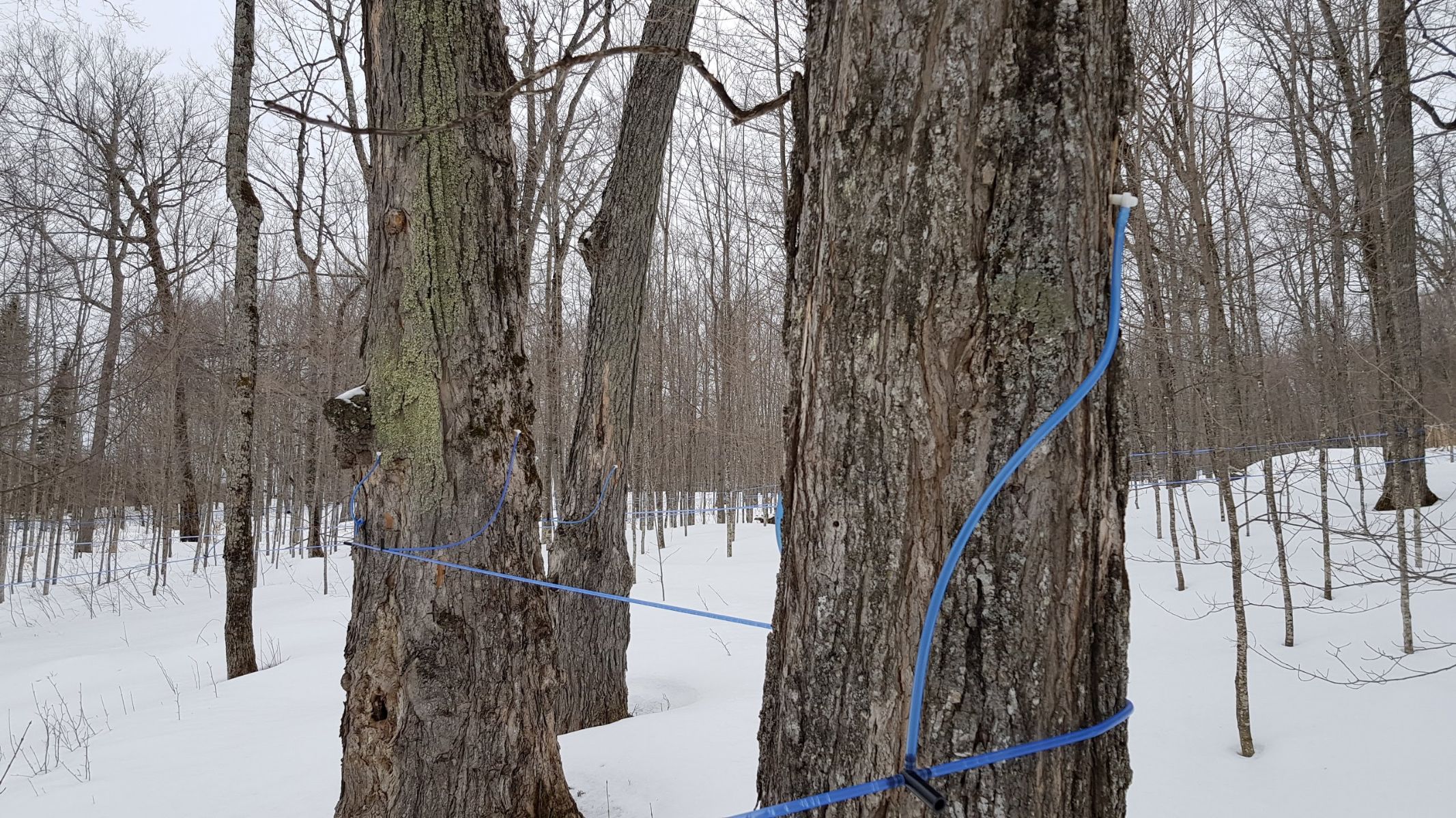 Raccolta Della Linfa D Acero Maplefarm