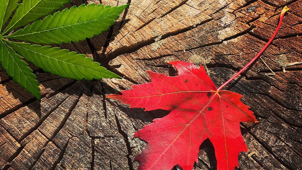 Cannabis Legalizzazione In Canada