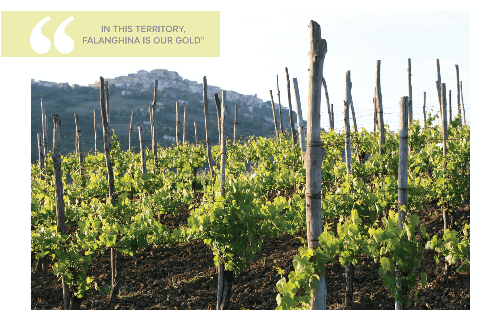 Campagna Educational Tour 2018 Grapes